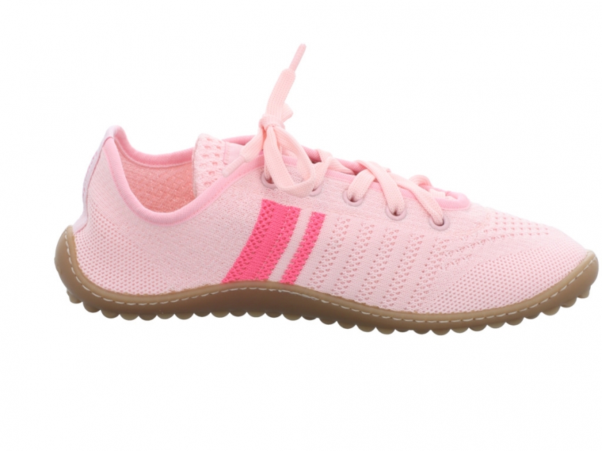 Leguano caribeo rose caribeo rose