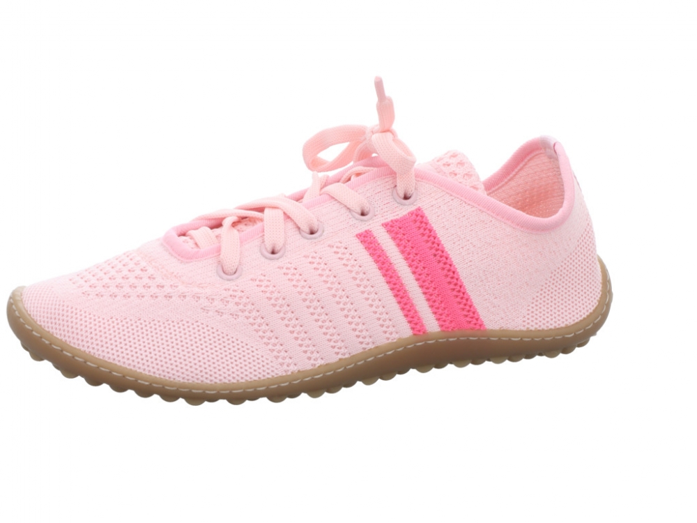 Leguano caribeo rose caribeo rose